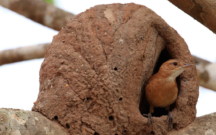 Casa de barro Hornero
